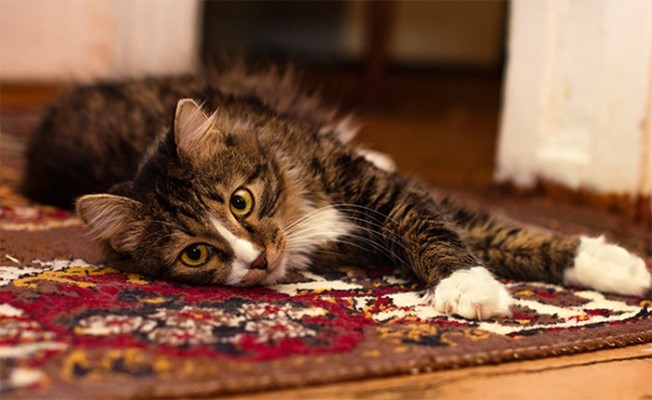 Кошка на ковре.jpg